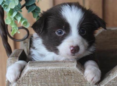 Just puppies inc is an unclaimed page. Mini Aussie 0871 For Sale - Chews A Puppy