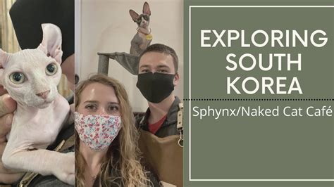 Sphynx Naked Cat Caf South Korea Youtube