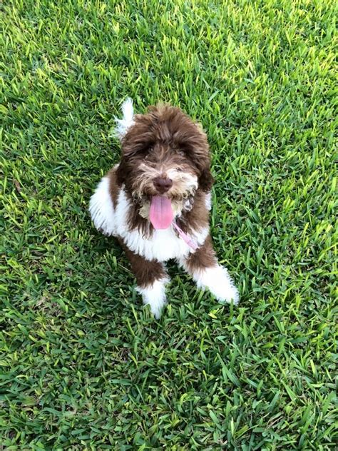 Standard ➕ mini goldendoodles 🏷 👉🏻 interested in a pup? Brown & White Parti English Goldendoodle from Moss Creek ...