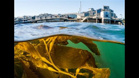 We Love The Kelp Forest At The Monterey Bay Aquarium Inside And Out