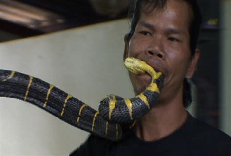 Kingsnake Blog Blog Man Bites Deadly Snake