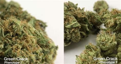 Green Crack Cannabis Strain Review Ismoke