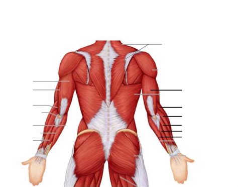 Learn more about their anatomy at kenhub! Posterior Muscles of the Arm and Forearm
