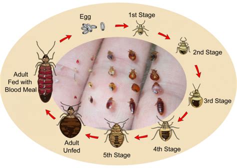 Bed Bug Egg Incubation Period Pest Phobia