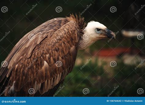 Close Up Face Looks Vulture Bird Of Prey Scavenger Closeup Stock Photo