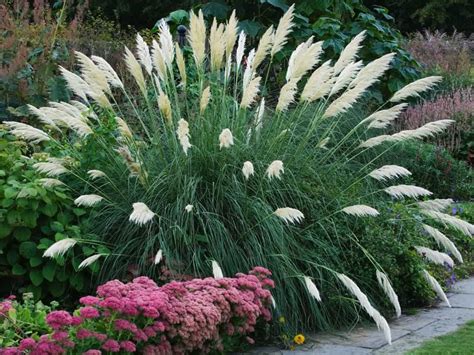 Ornamental Grasses Can Give Your Yard Some Character Xeriscape Front