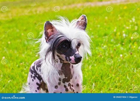 Dog Chinese Crested Breed Stock Photo Image Of Shaggy 20437454