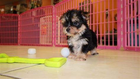 Unique Teacup Morkie Puppies For Sale In Ga At Puppies For Sale Local