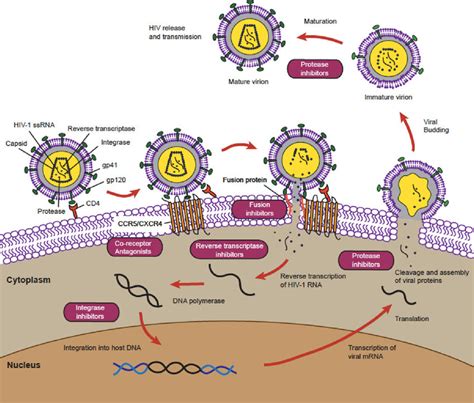 arvs target specific steps in the hiv replication cycle download scientific diagram