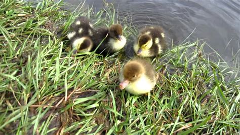 New Born Baby Ducks Youtube