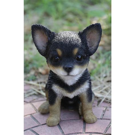Cavaliers generally weigh about 11 to 18 pounds and are easy to handle and train. Hi-Line Gift Black and Brown Chihuahua Puppy Statue-87771 ...