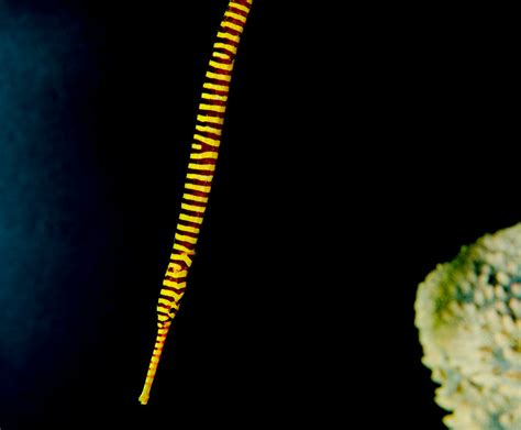 Yellow Banded Pipefish Doryrhamphus Pessuliferus Starmind Conservation