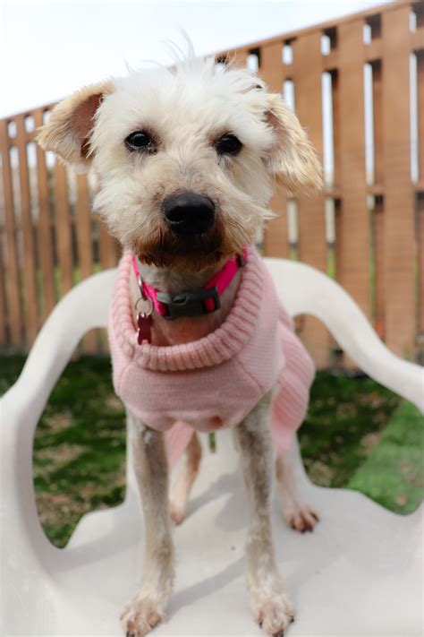 It is recognized and emulated nationally as a leading model within the animal welfare community, and our adoption center is located at 8315 byrum drive charlotte, nc 28217. Charlotte (D0100512) | WOOF Animal Rescue