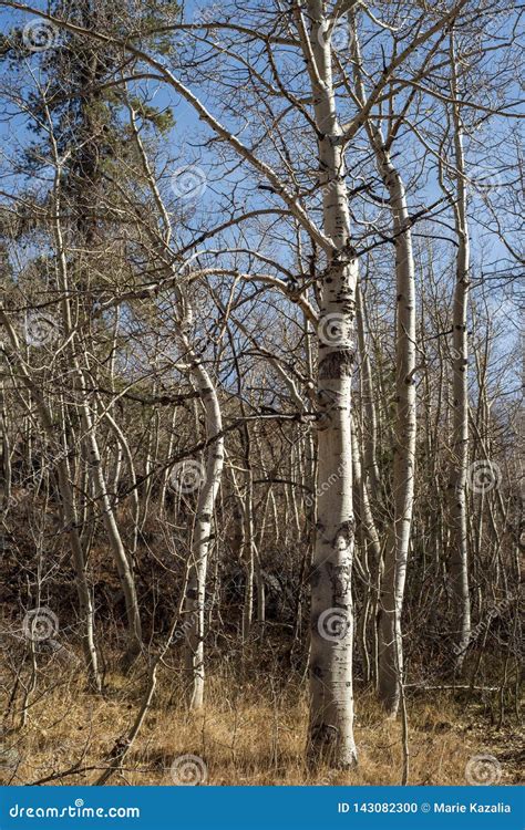 Aspen Trees White Bark Tree Trunks Autumn Landscape Stock Photo Image