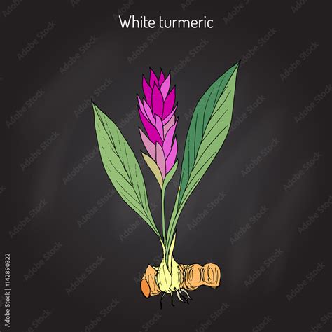 Curcuma Zedoaria Zedoary White Turmeric Vector De Stock Adobe Stock