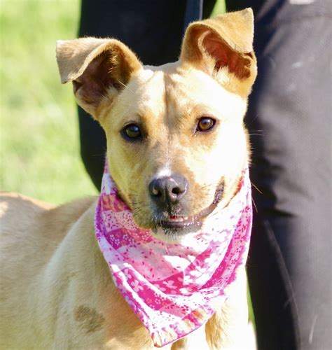 Adopt Mia on Petfinder | Animal rescue, Dog adoption, Labrador