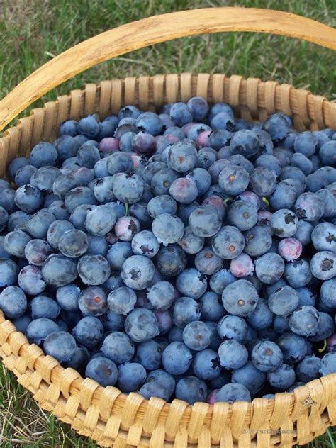 Cucina Panzano Pearls Of Pleasure Blueberries