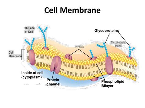 Ppt The Plasma Cell Membrane Powerpoint Presentation Free Download