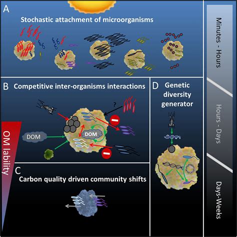 Frontiers Organic Particles Heterogeneous Hubs For Microbial