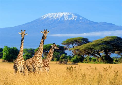Kenya Vs Tanzania Choosing The Ideal African Safari Destination Goway