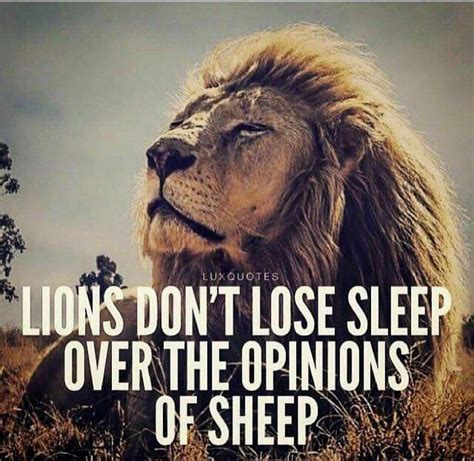 lions don t lose sleep over the opinions of sheep motivation lions dont lose sleep lion