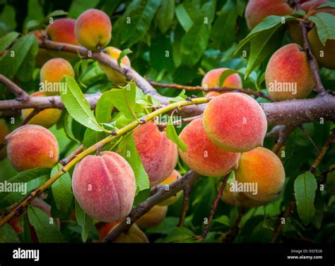 Peach Growing On Tree Hi Res Stock Photography And Images Alamy