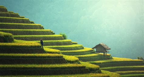 Royalty Free Photo Landscape Photography Of Rice Terraces During