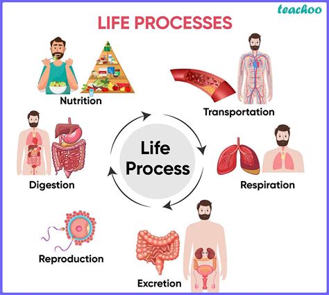 What Are Life Processes Biology Class Teachoo Concepts