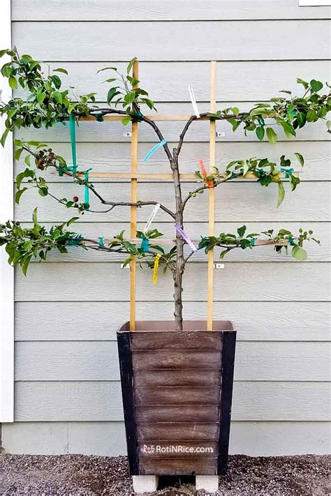 Growing Espalier Fruit Trees On Training A Fruit Tree Architectural