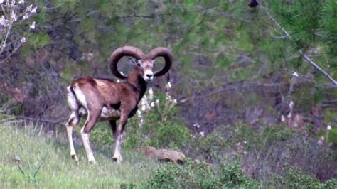 Cyprus Mouflon Ovis Orientalis Orientalis Youtube