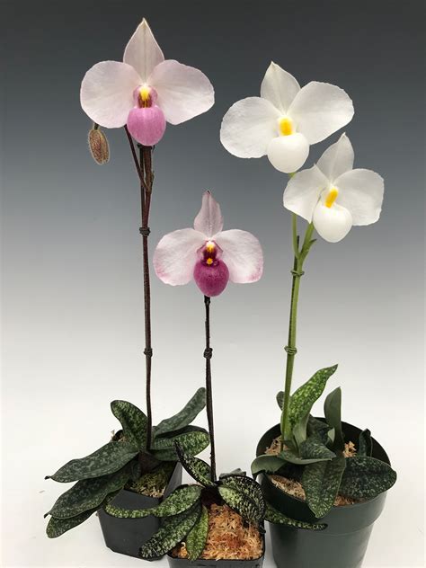 Paphiopedilum Delenatii A Slipper Classic From Vietnam Orchidweb