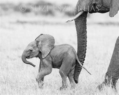 Safari Baby Animals Photo Set Black And White Baby