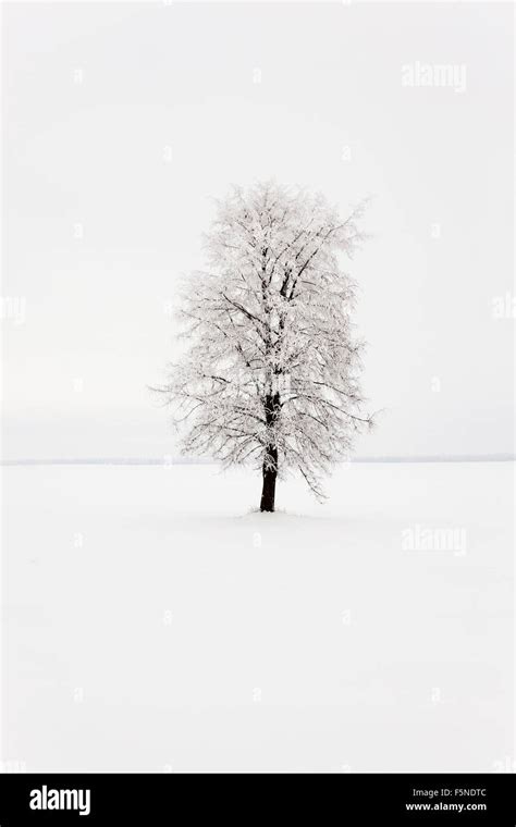 Lonely Tree Snow Stock Photo Alamy