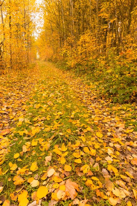 Forest Path In Autumn Free Stock Photo Public Domain Pictures