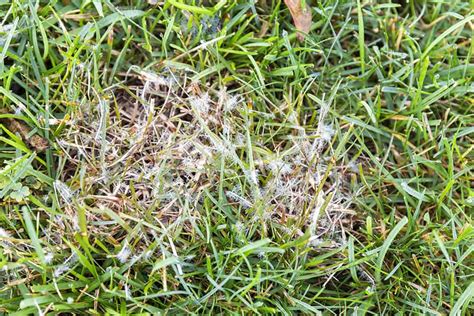 Dollar Spot Fungus On Your Lawn 7 Tips For Treatment Pepper S Home