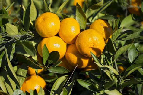How to Grow Satsuma Orange Trees - Gardenerdy