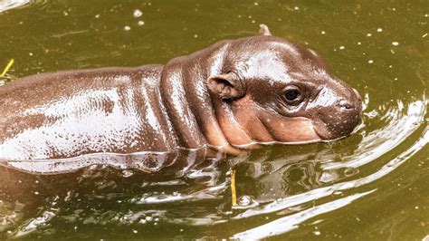 Endangered Pygmy Hippo Calf Amara Dies Suddenly At Taronga Zoo Sydney