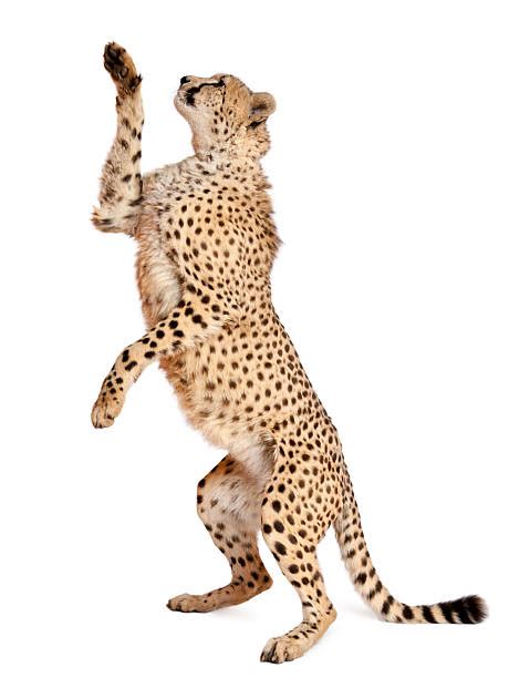 Cheetah Paw Stock Photos Pictures And Royalty Free Images Istock