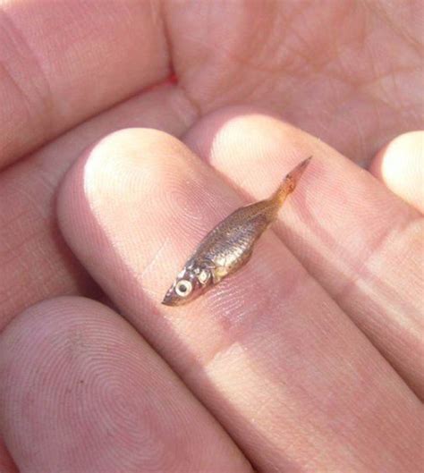 The Smallest Fish In The World Vj Cx