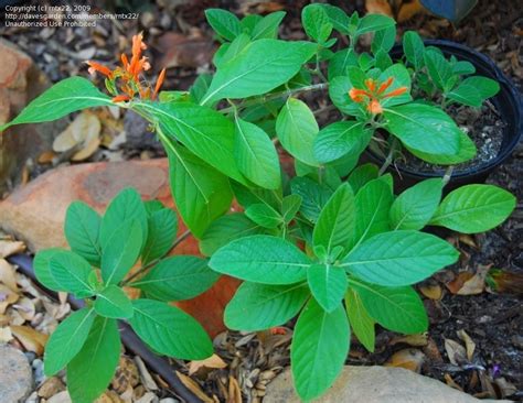 Plantfiles Pictures Justicia Species Firecracker Plant Mexican