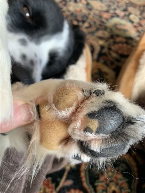 Do Dogs Paws Get Frostbite