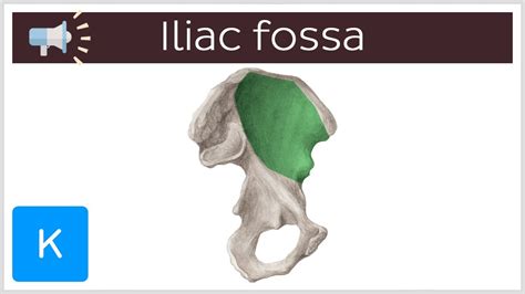 Iliac Fossa Anatomical Terms Pronunciation By Kenhub Youtube