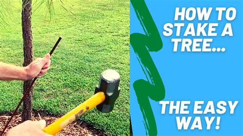 How To Stake A New Tree The Easy Way Youtube