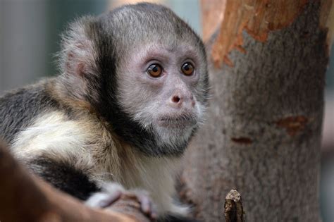 Golden Bellied Capuchin Animals Primates Mammals