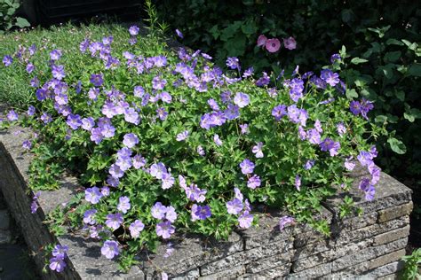 Kogeldistel (echinops) draagt in de zomer witte of blauwe bloemen. Langbloeiende vaste planten - Ultima Flora