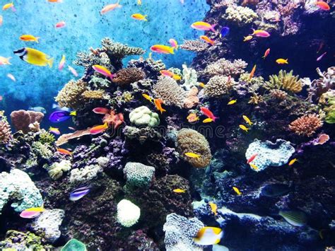 Under The Sea Stock Image Image Of Colorful Beauty 35409833