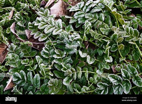 Beautiful Lace Like Frost Fringes The Leave Of A Plant In A Walnut