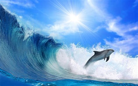 Free Download Dolphin Wallpapers Hd 1920x1200 For Your Desktop
