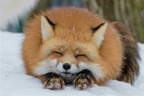 Fox おしゃれまとめの人気アイデア｜pinterest｜laurie Warren 可愛すぎる動物 かわいいペット きつね かわいい