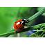 Good Natured Ladybug Fly Away Home … To Kane County IL 